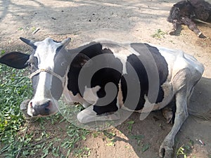 Indian village,s cow and animal