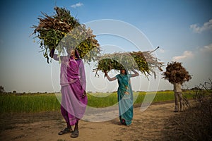 Indian villager woman carrying green grass