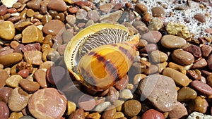 Indian volute, Bailer shell, Blotched melon shell photo