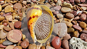 Indian volute, Bailer shell, Blotched melon shell photo