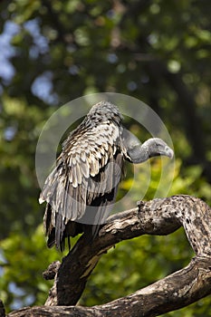 Indian vulture, Gyps indicus, Bandhavgarh national park, Madhya Pradesh, India