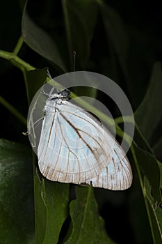 Indian wanderer butterfly, Pareronia hippia, Satara, Maharashtra