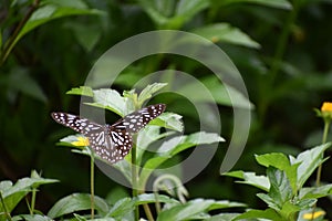 The Indian wanderer (Pareronia hippia) Butterfly
