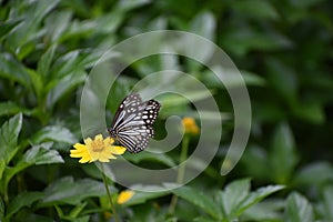 The Indian wanderer (Pareronia hippia) Butterfly sitting on a flower