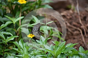 The Indian wanderer (Pareronia hippia) Butterfly sitting on a flower