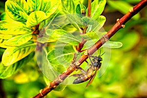 Indian wasp on a Hiptage benghalensis branch