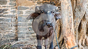 Cute baby water buffalo face close up. Black color buffalo head closeup in india, asia.