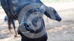 Cute baby water buffalo face close up. Black color buffalo head closeup in india, asia.