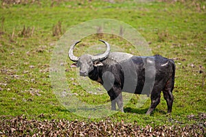 Indian water buffalo relaxing in the lakes of Kaziranga National Park