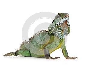 Indian Water Dragon - Physignathus cocincinus