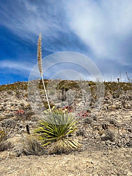 Indian Wells Trail in Alamogordo, New Mexico