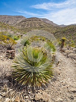 Sacramento Mountains along Indian Wells Trail in Alamogordo, New Mexico photo