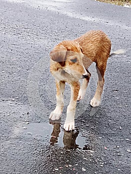 Indian wet puppy in rain