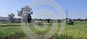 Indian wheat crop growing in farm house at village