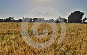 Indian Wheat Field, Indian Agriculture