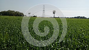 Indian wheat fields,sunny day