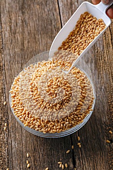 Indian wheat grain ,  Wheat grain in bowl