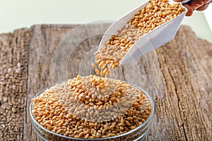 Indian wheat grain ,  Wheat grain in bowl