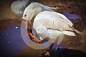 Indian White Duck on Street