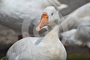 Indian White Duck on Street