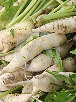 Indian white radishes at a fruit and vegetable market.