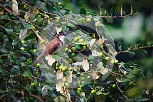 Indian white throated bul but