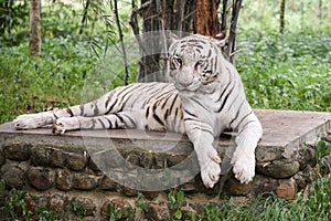 Indian white tiger relaxing