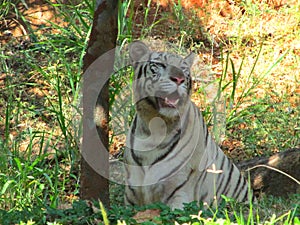 INDIAN WHITE TIGER RESTING UNDER A TREE