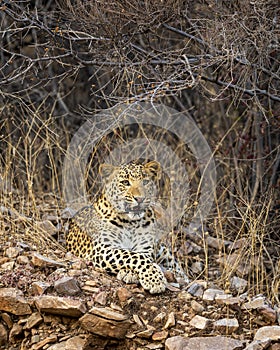 Indian wild adult male leopard or panther portrait on with angry face expressions in wildlife jungle safari at forest of india