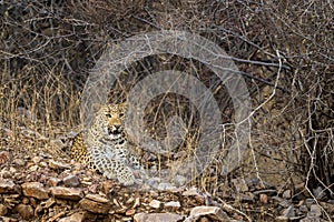 Indian wild adult male leopard or panther portrait on aravalli hills or mountains with angry face expressions in jungle safari at