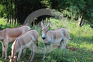 Indian wild ass or Baluchi wild ass Equus hemionus khur also called the ghudkhur in the local Gujarati language, is a subspecies