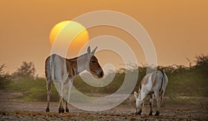 Indian Wild Ass with Calf at Sunset time in Little Rann of Kutch