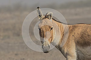 The Indian wild Equus hemionus khur also called the Ghudkhur, Khur or Indian onager closeup. photo