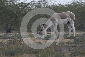 Indian wild ass Equus hemionus khur eating grass in early morning.