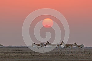 Indian Wild Asses in front of a beautiful setting sun