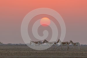 Indian Wild Asses in front of a beautiful setting sun photo