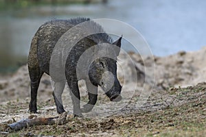 Indian Wild Boar - Sus scrofa cristatus, Sri Lanka