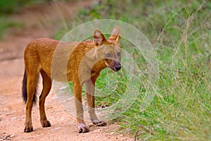 Indian Wild Dog, Cuon alpinus, Nagarhole Tiger Reserve, Karnataka