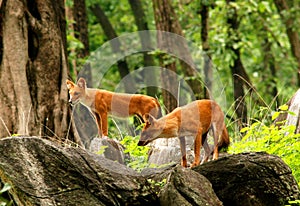 Indian wild dogs/Dhole