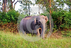 Indian wild Elephant in bandipur national park photo