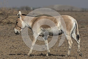 Indian Wild Equus hemionus khur Also Called The Ghudkhur, Khur Or Indian Onager Close-Up