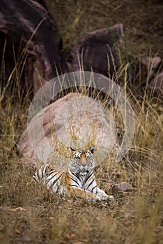 Indian wild female bengal tiger closeup resting in natural environment at kanha national park forest madhya pradesh india asia -