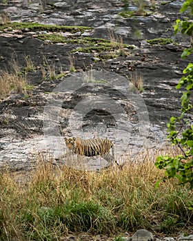 indian wild female bengal tiger or panthera tigris camouflage view in grass strolling in jungle during safari in peak season at