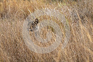 Indian wild female bengal tiger or panthera tigris tigris camouflage in grass at bandhavgarh national park forest madhya pradesh