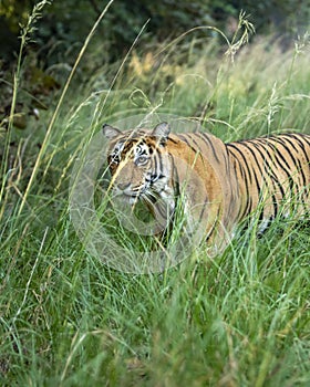 Indian wild female bengal tiger or tigress or panthera tigris camouflage in natural green grass in winter season safari at