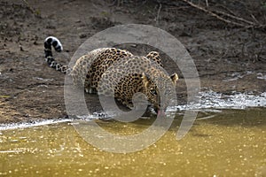 Indian wild female leopard or panther or panthera pardus fusca quenching thirst or drinking water from waterhole and eye contact