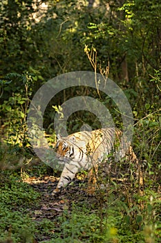 indian wild female tiger or panthera tigris side profile roaming in jungle walking or territory stroll in terai region forest in