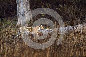 indian wild female tiger or panthera tigris side profile walking or territory stroll prowl terai region forest in natural scenic