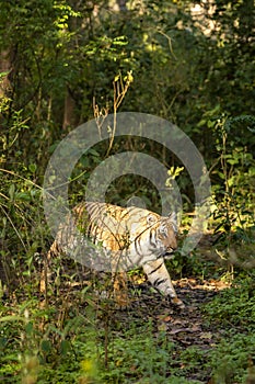 indian wild female tiger or panthera tigris side profile walking or territory stroll in terai region forest in natural scenic