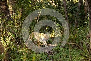 indian wild female tiger or panthera tigris walking territory stroll in natural scenic green background winter season day safari